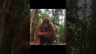Mother Orangutan Chilling.