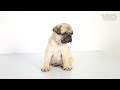pet