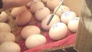 Homemade egg incubator | beautiful handcraft | turning eggs day by day - youtube