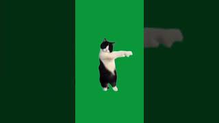 green screen cat dance