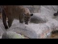 Bee Stings Cougar At Tyler Texas Zoo