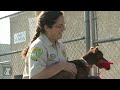 Disfigured German Pinscher searches for home - Unadoptables