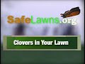 Clovers In Your Lawn