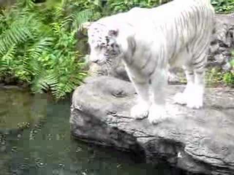 Singapore  Incident Pictures on Singapore Zoo   White Tiger