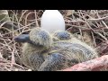 Hope: the story of a wood pigeon born in a window box in Paris