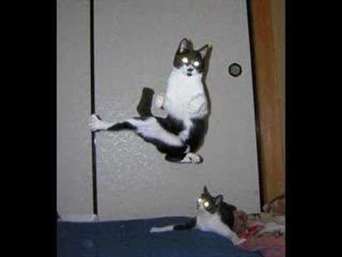 Kung fu cats