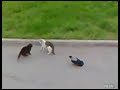 Pelea callejera animal entre dos gatos y dos pajaros