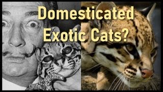 Is It Time To Domesticate Ocelots?