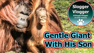 Unique Moment - Flanged Orangutan Male Grooming His Son