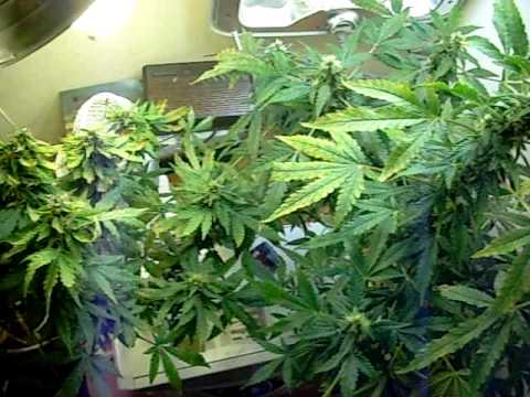 1-2 weeks til harvest aerogarden grow - YouTube