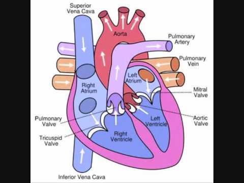 Heart & Circulation Revision Video - YouTube