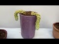 Como cultivar tus cactus