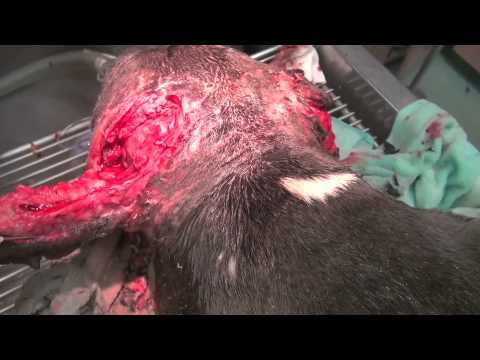 how to your not to bite other dogs with severe bite wounds on how to your not to bite other dogs with severe bite wounds on