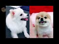 Cute and lovely Puppies - The most funny Dogs - You will laugh non-stop