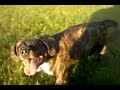Jack the dog