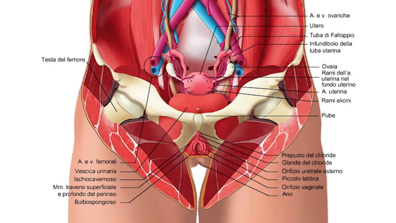 Vagina and female nude images