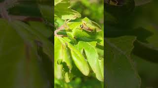 A Couple Of Mirid Or Capsid Bugs In The Hedgerow