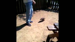 Mega Duck Fart