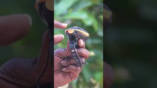 Cycle Horn Unboxing