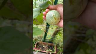 Harvest Thai Small Green Eggplant