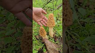 Morel Madness