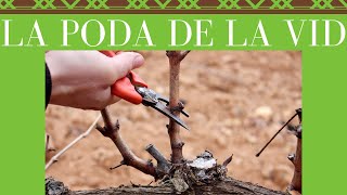Poda De La Vidy Sus Tiposcompletoexplicadocurso De Vinos