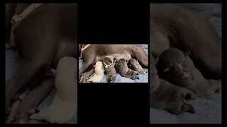 The Mother Dog Is Breastfeeding Her Babies