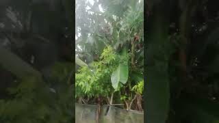 Kolaghat Shimla P Musafir Song Samosa Bikini Bangla Bikini