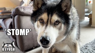 Husky Stomps Paws When His Patience Runs Out