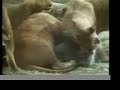 Roar Movie Bad Quality images Roar Movie Bad Quality