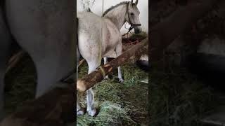 Beautiful Mare