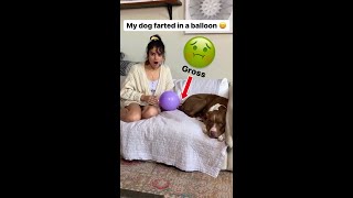 My Dog Farted Into A Balloon