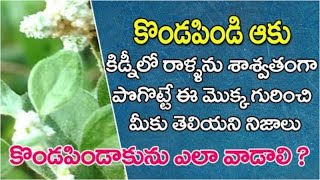 Kondapindi Aaku Kondapindi Aaku For Kidney Stones Kondapindi Aaku Uses In Telugu కడపడ ఆక