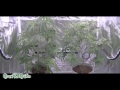 Tip#3: When to Water your Cannabis Plant