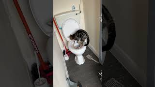 Kitten Toilet Train