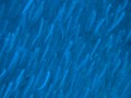 Scuba Diving with Mass Amount of Fish, Maldives