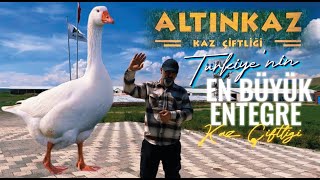 Türkiyenin En Büyük Entegre Kaz Çiftliği