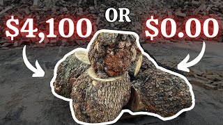 Cutting Open These High Value Cherry Burls Could Be A Costly Mistake