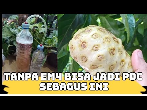 tanpa EM4 sangat mudah dan bagus hasilnya ‼️ cara membuat POC dari buah mengkudu