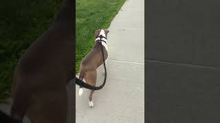 Meet Otto A Terrier, Pit Bull Currently Available For Adoption 6102025 62055 Am