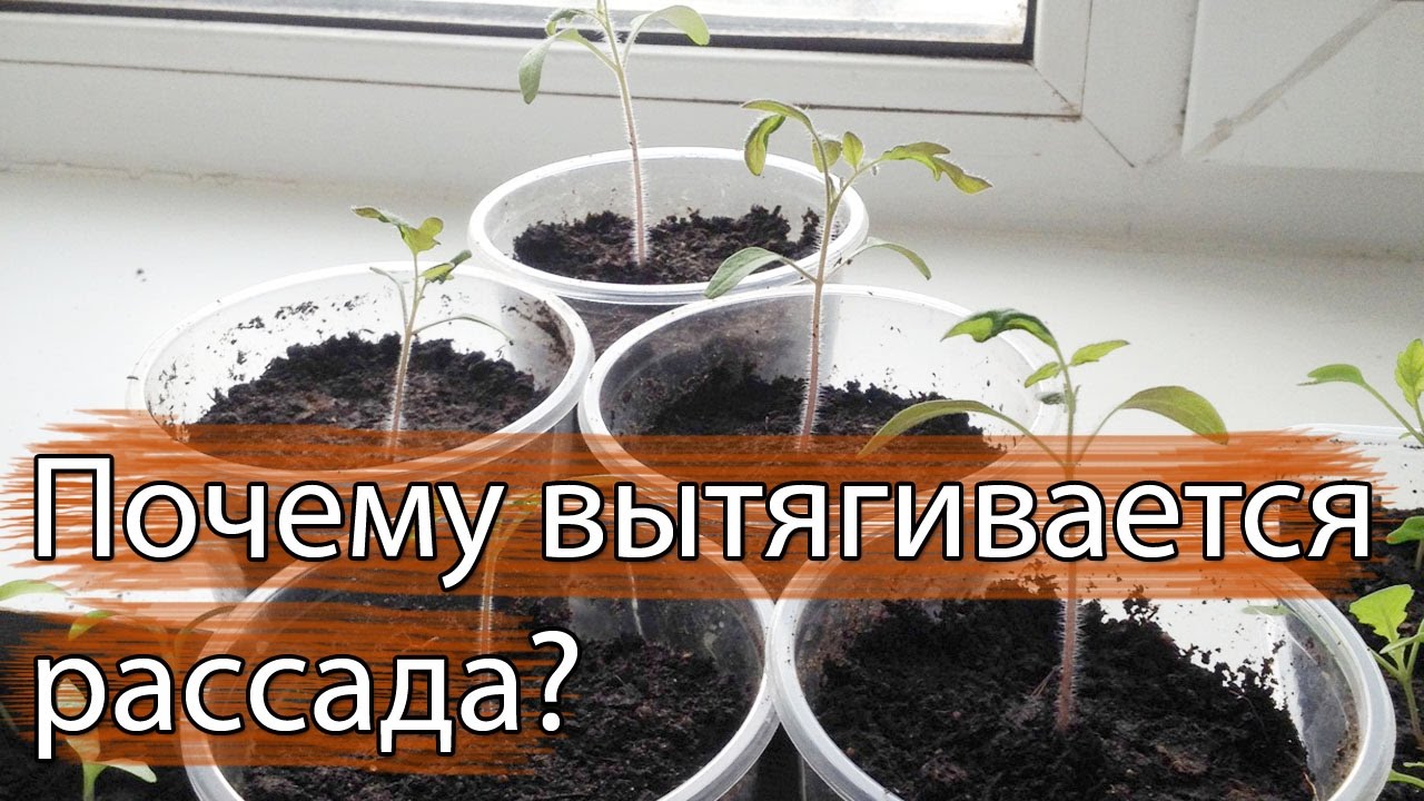Если рассада помидоров вытянулась что делать Если рассада помидоров вытянулась что делать