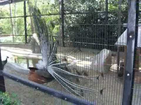 福岡市動物園の孔雀