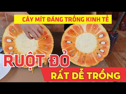 Mít Ruột Đỏ Xơ Vàng - Những Lý Do Nên Trồng Ngay Bây Giờ