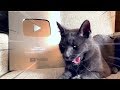 MAČKA JACKIE DOSTALA YOUTUBE PLAY BUTTON