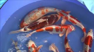Japan Koi Hunting - Ofuji Koi Farm ????
