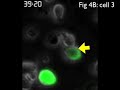 Several Penetration of Jurkat HIV donors into CD4Tcells