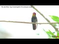 The male Ruby-topaz hummingbird (Chrysolampis mosquitus)