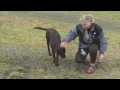 2 BRAVE DOGS SCARE AWAY GRIZZLY BEAR TIME AND AGAIN