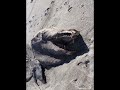 weird marine animals