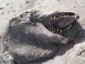 weird marine animals